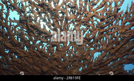 Texture et détails du corail de table, ralenti, vue de dessous. Hard Table Coral Acropora au fond de l'heure du matin, sur fond bleu, rouge Banque D'Images