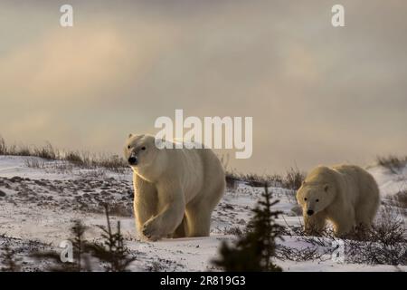 Ours polaire mère avec cub près du coucher du soleil, baie d'Hudson, Churchill (Manitoba) Banque D'Images