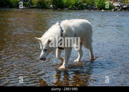 Husky de Sibérie blanche pagayant dans le parc régional de la rivière Reddish Vale, Stockport, Grand Manchester, Angleterre. Banque D'Images