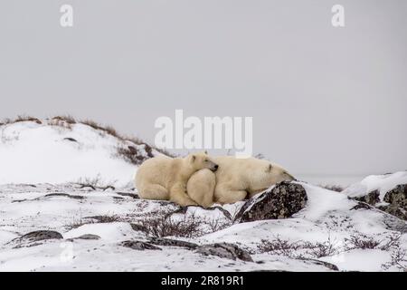 ours polaire cub et mère dormant par quelques rochers enneigés, Hudson Bay, Churchill (Manitoba) Banque D'Images