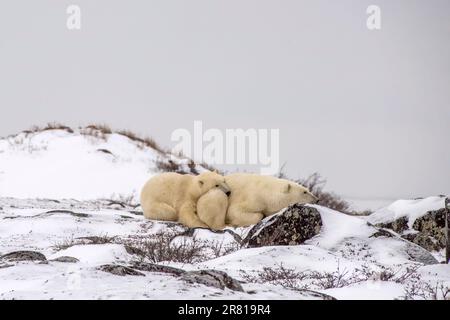 ours polaire cub reposant sur sa mère par des rochers enneigés, Hudson Bay, Churchill (Manitoba) Banque D'Images