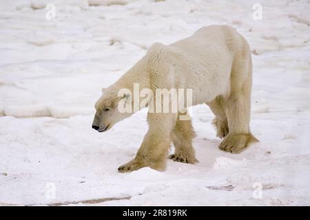 Ours polaire affamé sur la rive enneigée de la baie d'Hudson, attendant le gel, Churchill (Manitoba) Banque D'Images