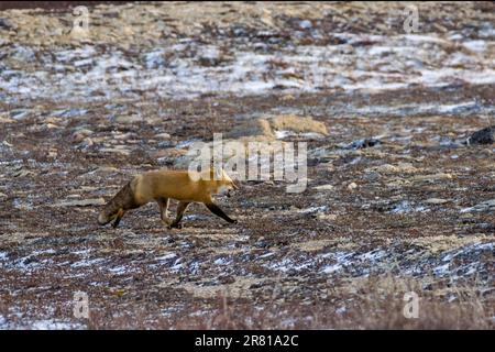 Renard roux (Vulpes vulpes) avec un peu de nourriture dérangée dans sa bouche, Churchill (Manitoba) Banque D'Images