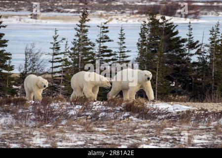 Maman et deux petits marchant dans le Bush enneigé de la baie d'Hudson, Churchill, Manitoba Banque D'Images