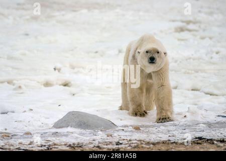 Ours polaire affamé sur les rives de la baie d'Hudson en attente de gel, Churchill, Manitoba Banque D'Images