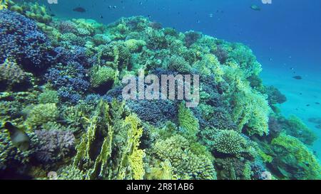 Mer Rouge, Égypte. 17th juin 2023. Récif de corail coloré avec des poissons tropicaux sur une journée ensoleillée, Mer Rouge, Egypte (Credit image: © Andrey Nekrasov/ZUMA Press Wire) USAGE ÉDITORIAL SEULEMENT! Non destiné À un usage commercial ! Banque D'Images