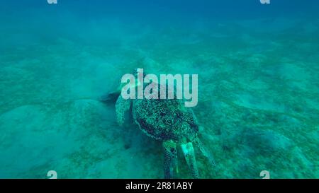 Mer Rouge, Égypte. 17th juin 2023. Deux tortues de mer s'empaissent sur les fonds marins en mangeant des algues vertes. Deux grandes tortues de mer verte (Chelonia mydas) avec Remorafish sur la carapace mange un ruban lisse Seagrass (Cymodocea rotundata) Mer Rouge, Egypte (Credit image: © Andrey Nekrasov/ZUMA Press Wire) USAGE ÉDITORIAL SEULEMENT! Non destiné À un usage commercial ! Banque D'Images
