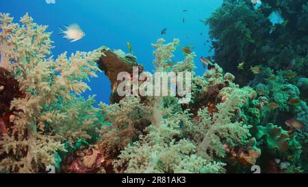 Mer Rouge, Égypte. 17th juin 2023. Récif de corail coloré avec des poissons tropicaux sur une journée ensoleillée, Mer Rouge, Egypte (Credit image: © Andrey Nekrasov/ZUMA Press Wire) USAGE ÉDITORIAL SEULEMENT! Non destiné À un usage commercial ! Banque D'Images