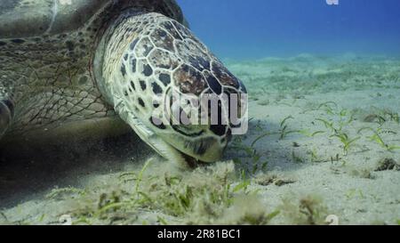 Mer Rouge, Égypte. 17th juin 2023. Tortue de mer paître sur les fonds marins, ralenti. Grande tortue de mer verte (Chelonia mydas) à bouche ouverte mangeant des algues vertes sur la prairie d'herbes marines (Credit image: © Andrey Nekrasov/ZUMA Press Wire) USAGE ÉDITORIAL SEULEMENT! Non destiné À un usage commercial ! Banque D'Images