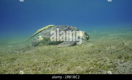 Mer Rouge, Égypte. 17th juin 2023. Photo grand angle de tortue de mer paître sur les fonds marins, ralenti. Grande Tortue verte (Chelonia mydas) manger des algues vertes sur le pré de la mer, Mer Rouge, Egypte (Credit image: © Andrey Nekrasov/ZUMA Press Wire) USAGE ÉDITORIAL SEULEMENT! Non destiné À un usage commercial ! Banque D'Images