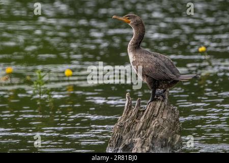 Un jeune cormoran à double crête perché sur une souche d'arbre dans l'eau. Banque D'Images