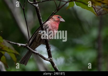 Violet finch mâle sur branche d'arbre, face à droite du cadre, légèrement obscurci. Banque D'Images