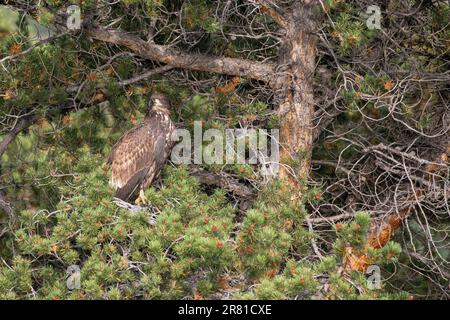 Aigle juvénile camouflé dans un pin tordu, lac Chilko, Colombie-Britannique Banque D'Images