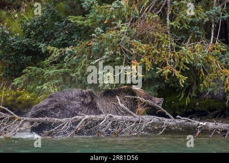 Ours grizzli secouant l'eau après avoir pêché le saumon, rivière Chilko, Colombie-Britannique Banque D'Images