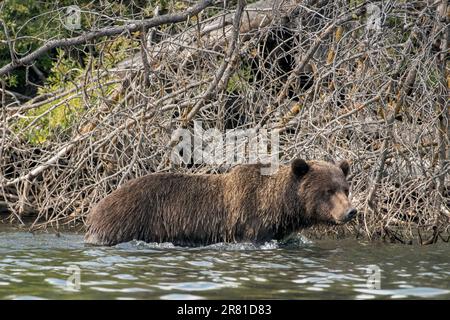 Grizzli femelle adulte marchant dans l'eau devant un arbre abattu, rivière Chilko, Colombie-Britannique Banque D'Images