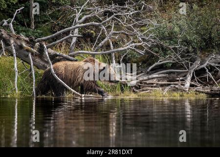 Ours grizzli naviguant à travers une chute de mort le long de la rive, lac Chilko, Colombie-Britannique Banque D'Images