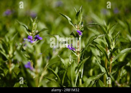 Bleu Salvia tilifolia en pleine floraison, placé sur un vert luxuriant champ herbacé en arrière-plan Banque D'Images