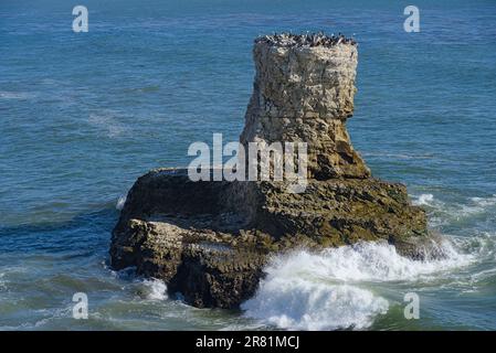 Les pélicans reposent sur les rochers de la mer. Banque D'Images