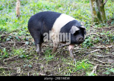 Le Saddleback britannique (sus scrofa domesticus) est une race britannique moderne de porc domestique.