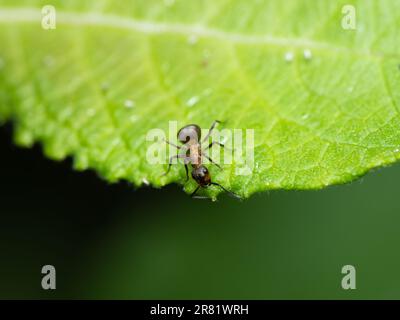 Plongez dans le monde miniature de créatures captivantes : Macro Magic - Un regard plus attentif révèle la beauté et la merveille des insectes, où chaque détail tient Banque D'Images