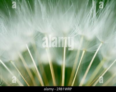 Arborant une élégance vibrante, l'art de la nature est capturé dans les détails macro exquis Banque D'Images