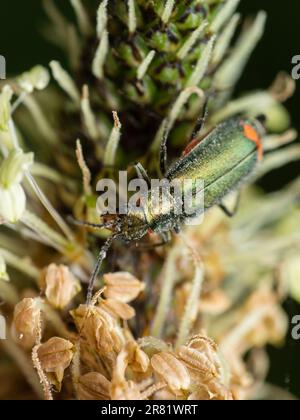 Plongez dans le monde miniature de créatures captivantes : Macro Magic - Un regard plus attentif révèle la beauté et la merveille des insectes, où chaque détail tient Banque D'Images