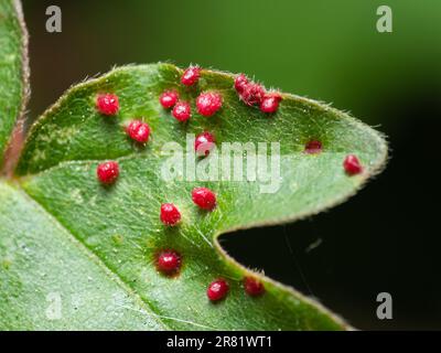 Arborant une élégance vibrante, l'art de la nature est capturé dans les détails macro exquis Banque D'Images