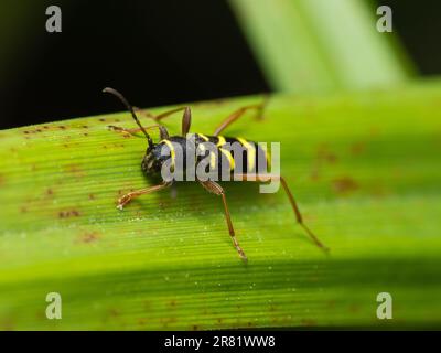 Plongez dans le monde miniature de créatures captivantes : Macro Magic - Un regard plus attentif révèle la beauté et la merveille des insectes, où chaque détail tient Banque D'Images