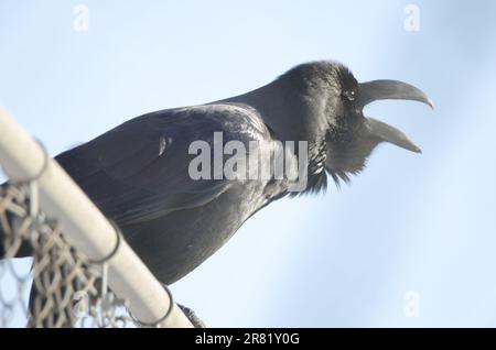 Corbeau à gros bec Corvus macrorhynchos japonensis appel. Réserve de grue japonaise de Kushiro. Kushiro. Hokkaido. Japon. Banque D'Images