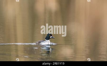 Un seul mâle de l'œil de Goldeneye commun (Bucephala clangula) dans l'eau, forêt de Bialowieza, Pologne, Europe Banque D'Images