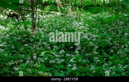 Gros plan de la floraison de Ramsons dans la forêt feuillue du printemps, forêt de Bialowieza, Pologne, Europe Banque D'Images