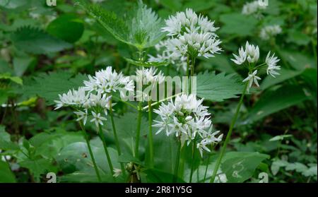 Gros plan de la floraison de Ramsons dans la forêt feuillue du printemps, forêt de Bialowieza, Pologne, Europe Banque D'Images