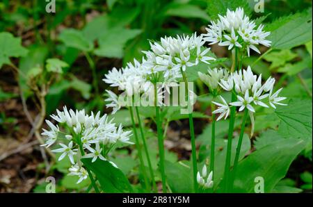 Gros plan de la floraison de Ramsons dans la forêt feuillue du printemps, forêt de Bialowieza, Pologne, Europe Banque D'Images