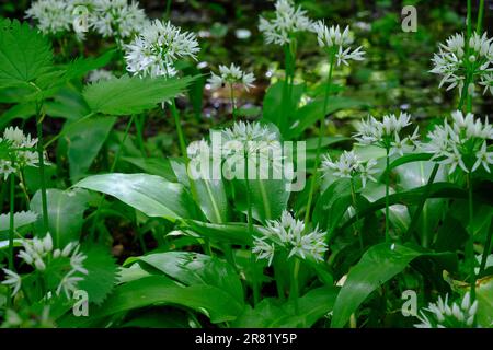 Gros plan de la floraison de Ramsons dans la forêt feuillue du printemps, forêt de Bialowieza, Pologne, Europe Banque D'Images