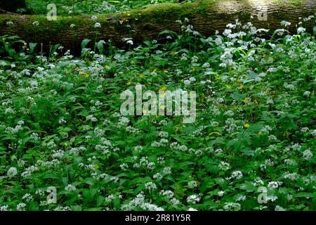 Gros plan de la floraison de Ramsons dans la forêt feuillue du printemps, forêt de Bialowieza, Pologne, Europe Banque D'Images