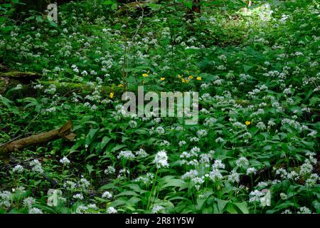 Gros plan de la floraison de Ramsons dans la forêt feuillue du printemps, forêt de Bialowieza, Pologne, Europe Banque D'Images