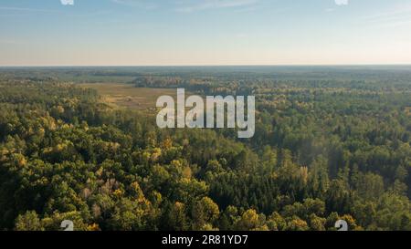 Partie polonaise de la forêt de Bialowieza à l'est de Hajnowka vue aérienne, Podlaskie Voivodeship, Pologne, Europe Banque D'Images