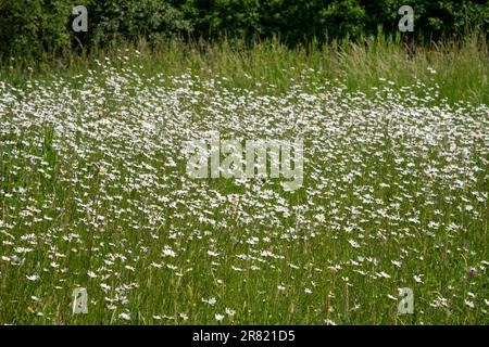 Masse de pâquerettes de l'œil d'Ox dans la prairie à papillons du parc national Reddish Vale, Stockport, Grand Manchester, Angleterre. Banque D'Images