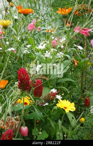 Trèfle rouge cramoisi Trifolium incarnatum et autres fleurs sauvages et plantes attirant les colibris et les insectes des abeilles dans un jardin d'arrière-cour à Irvine CA. Banque D'Images