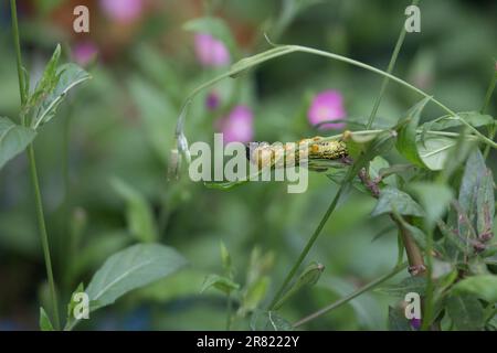 Sphinx blanc, hyles lineata , chenille également connue sous le nom de papillon de colibri. Banque D'Images