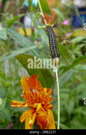 Sphinx blanc, hyles lineata , chenille également connue sous le nom de papillon de colibri. Banque D'Images