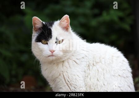 Chat blanc avec un point noir sur son visage assis sur la rue d'été et regardant en colère dans l'appareil photo Banque D'Images