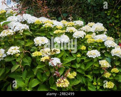 Fleurs de mobylette blanches de l'arbuste de jardin à fleurs répétées, Hydrangea macrophylla 'Madame Emile Mouillère' Banque D'Images