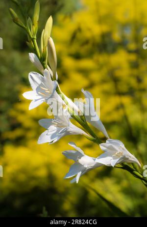 Pointe de fleur du corm sud-africain à moitié robuste, Watsonia borbonica 'blanc d'Ardern' Banque D'Images