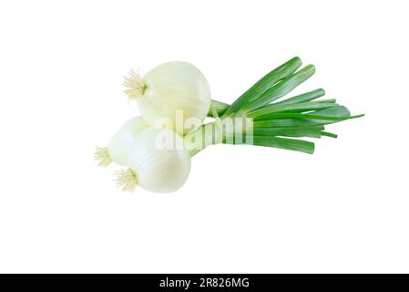 Oignons verts ou oignons verts ou oignons de printemps légumes noués bouquet isolé sur blanc. Banque D'Images