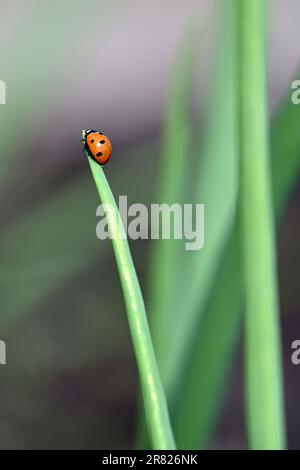 Coccinelle (coccinelle) sur une feuille d'oignon avec un fond naturel en format vertical Banque D'Images