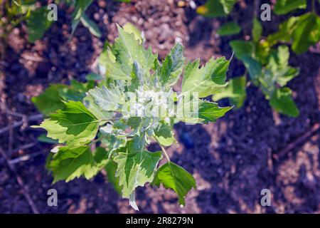 Le quart des fleurs d'agneau le quart d'agneau album de Chenopodium est une herbe de bord, mais les jeunes feuilles sont comestibles. Banque D'Images