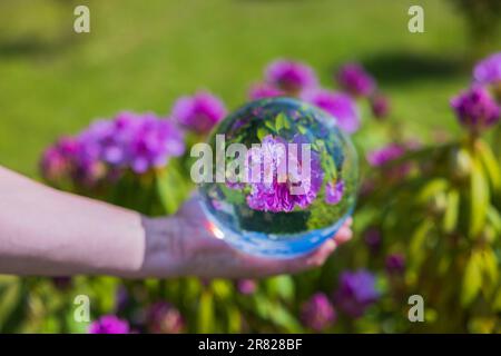 Vue rapprochée de la main tenant une boule de cristal avec image inversée de rhododendron violet en fleur. Banque D'Images