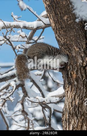 Vadnais Heiths, Minnesota. Écureuil gris de l'est (Sciurus carolinensis) creusant des graines dans un arbre caché par un Nuthatch à poitrine blanche pour une utilisation ultérieure Banque D'Images