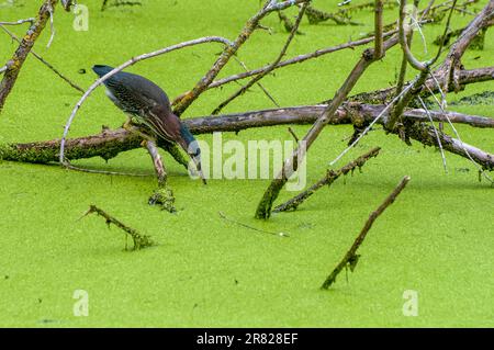 Vadnais Heights, Minnesota. Parc régional du lac Vadnais. Un héron vert, Butorides virescens chasse au poisson dans un étang couvert d'alge. Banque D'Images